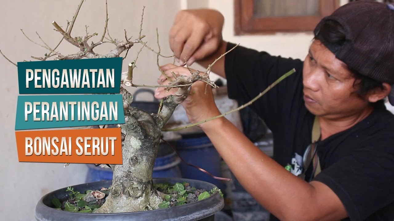 Pengawatan Untuk Perantingan Serut Bersama Mas Ciplux Bonsai