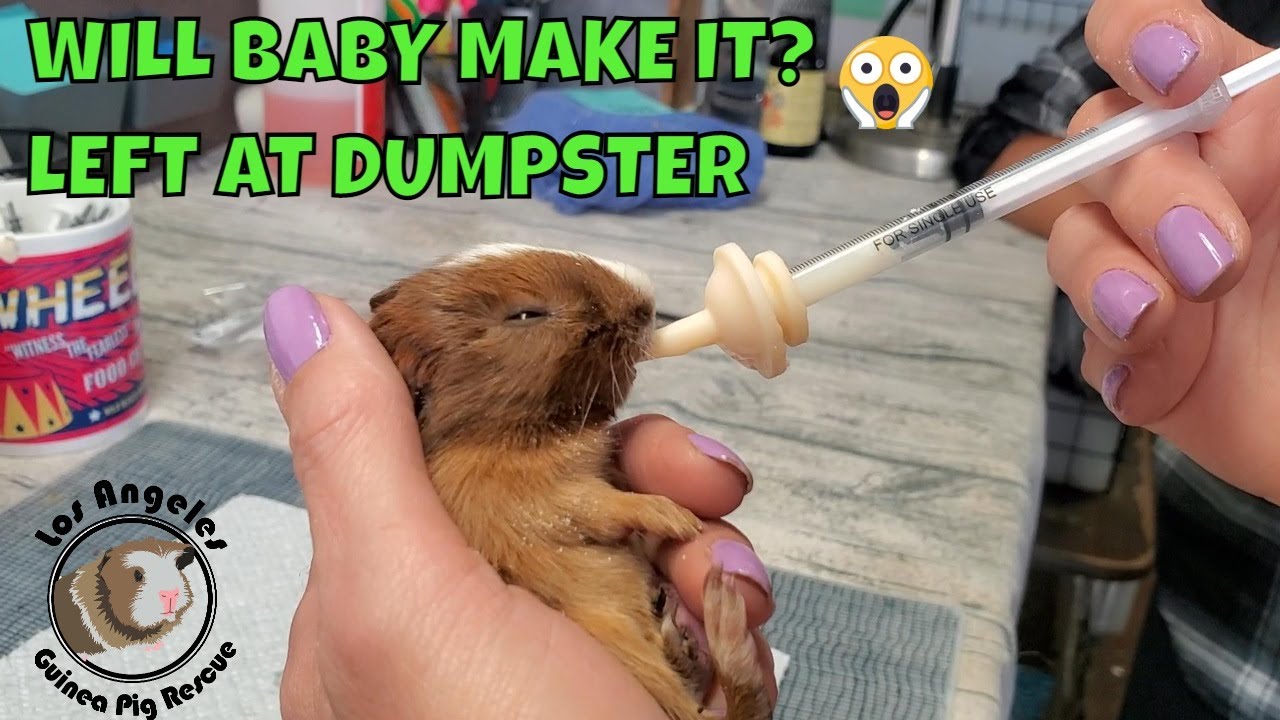 17 Guinea Pigs Dumped at Trash Cans Including Babies