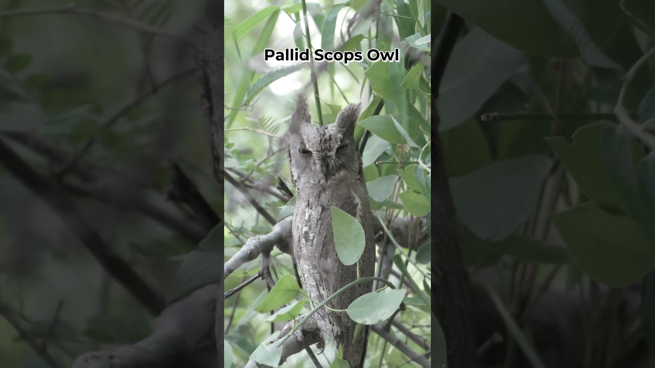🦉 Owls of Velavadar | Blackbuck Safari Lodge 🌿