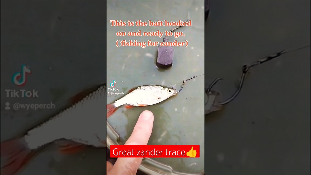 Teknik dasar menangkap ikan Zander 💪 #memancing #ikanperch #memancingdenganumpan #tipsmemancing #ikan #umpan #tutorial #cara