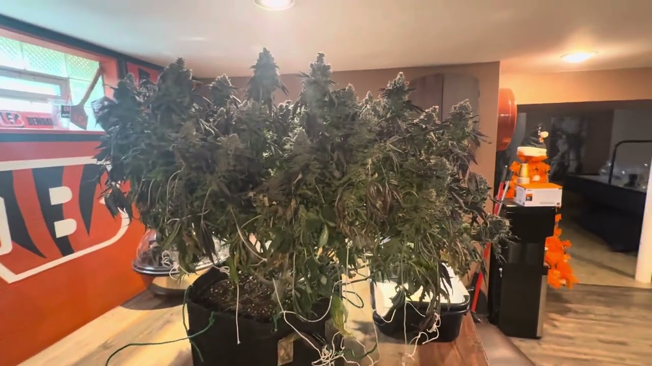 Growing weed part two harvest day, Mandarin cookies V2￼