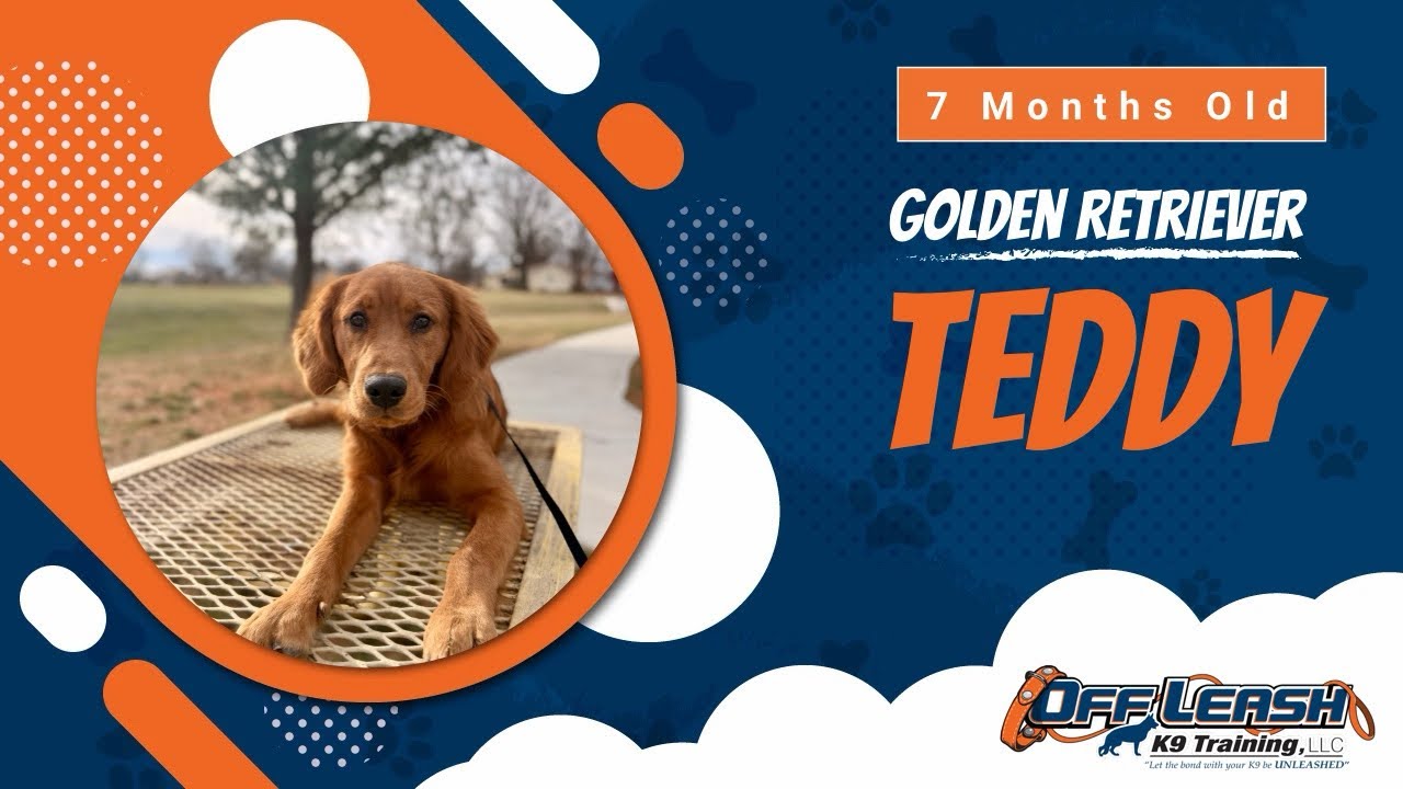 Teddy | 7 month Golden Retriever|Best Golden Retriever Training|Off Leash K9|Board & Train|Arkansas