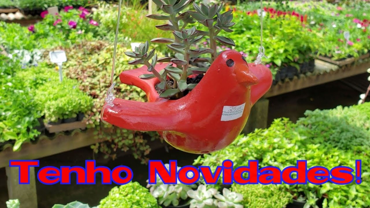 Loja de Plantas + Novidades + O que comprei | Página da Kika