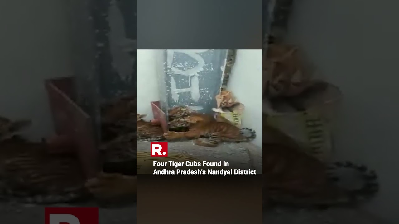 Andhra Pradesh: Four Tiger Cubs Rescued By Villagers In Pedda Gummadapuram #shortsyoutube