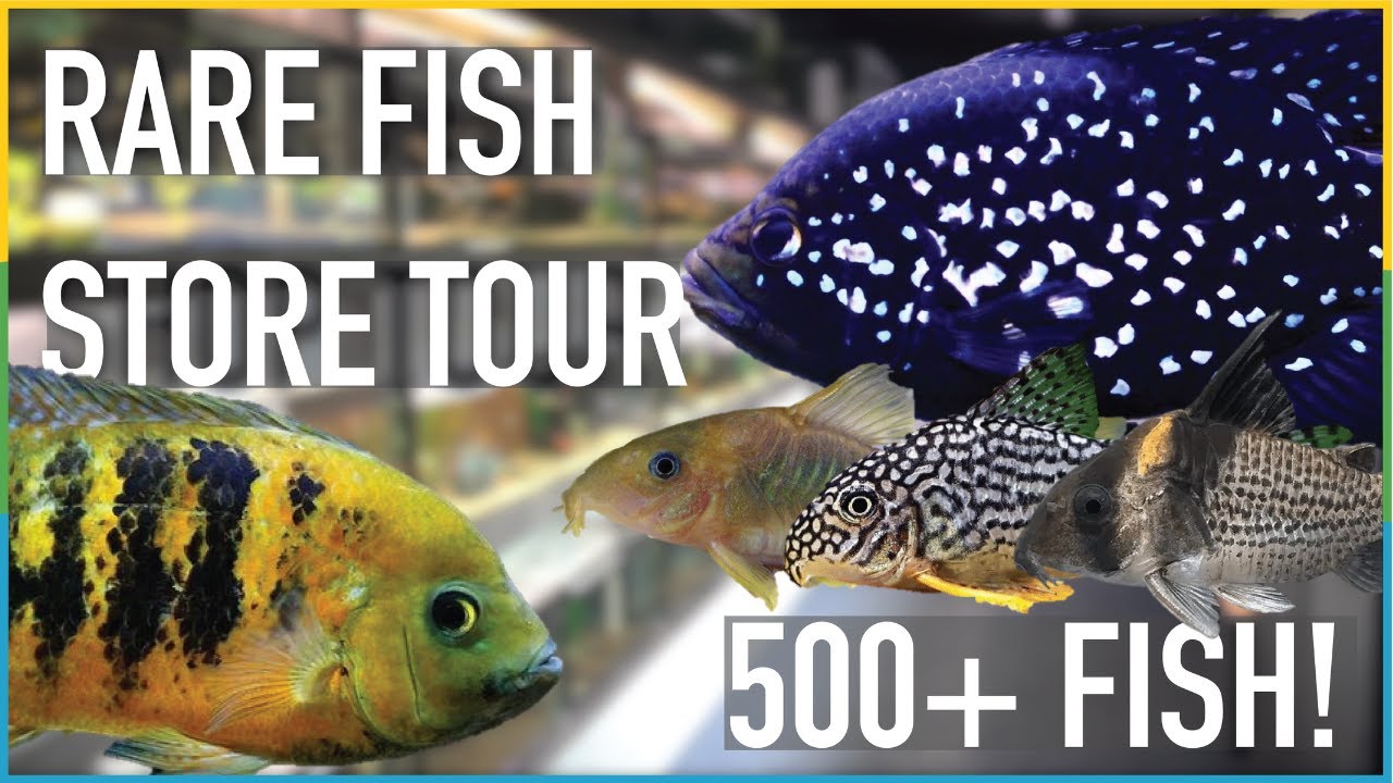 This shop sells over 500 aquarium fish - AllFish2U Complete Tour