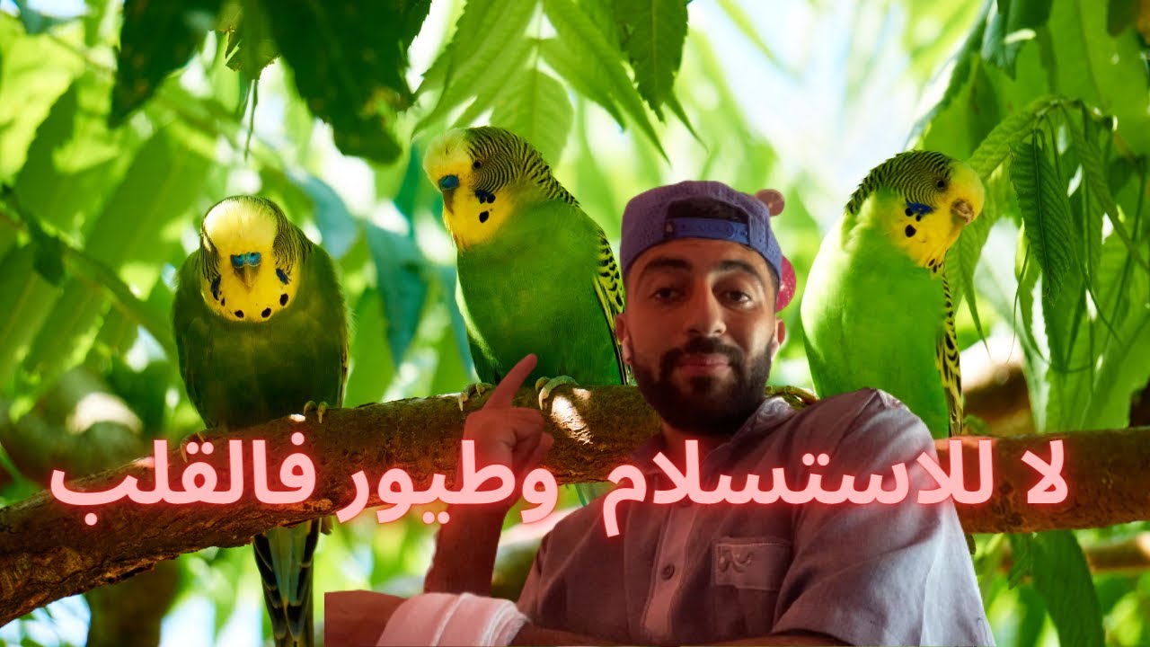 عمرك تبيع طيورك بسباب الظروف