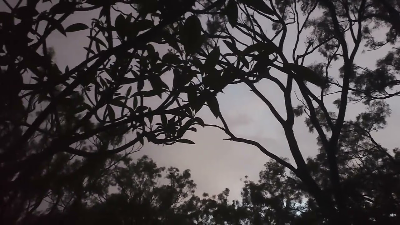 Good morning from the ancient forest 