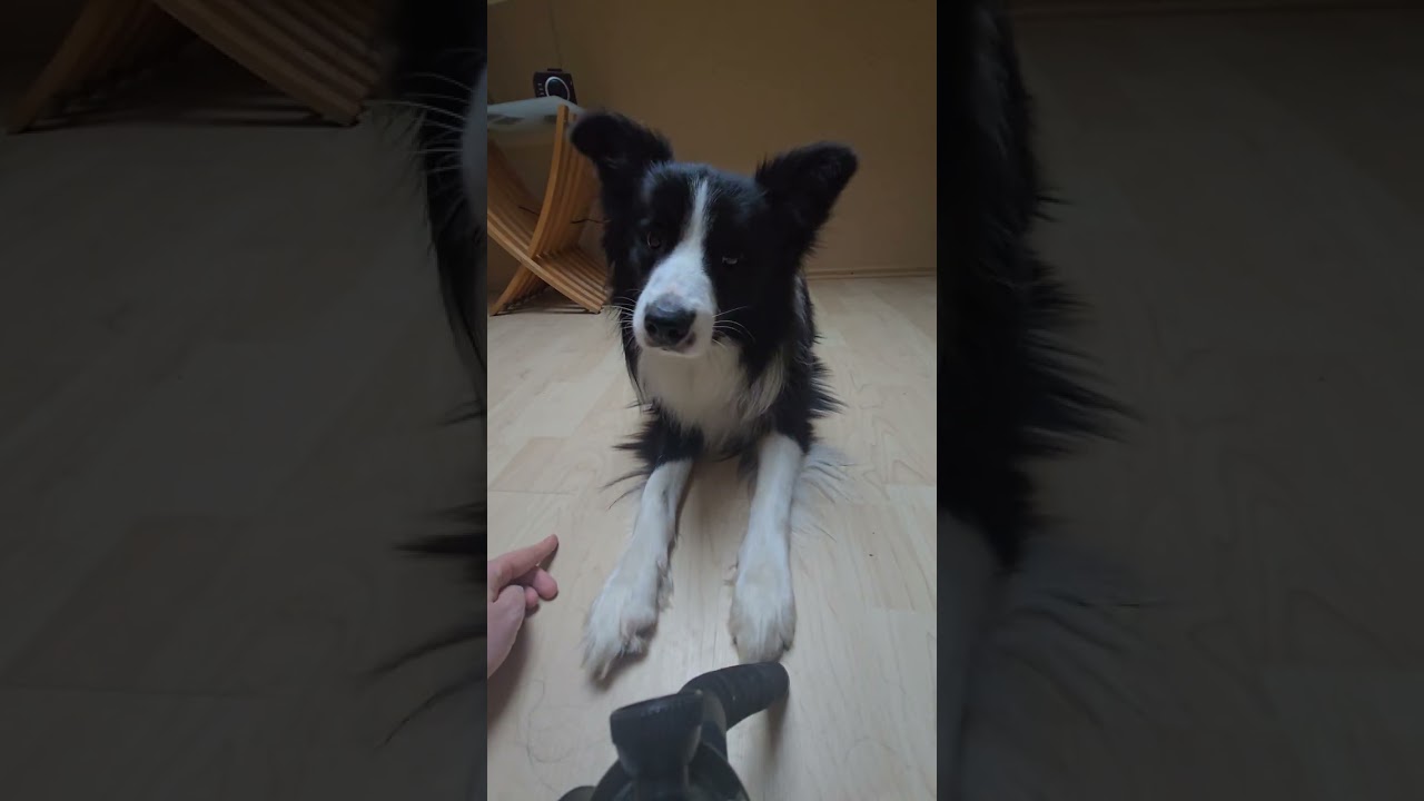 Trick Dog Tutorial Pfoten überkreuz #Pfotenüberkreuz #trickdog #hundetricks #tutorials #hundetricks 