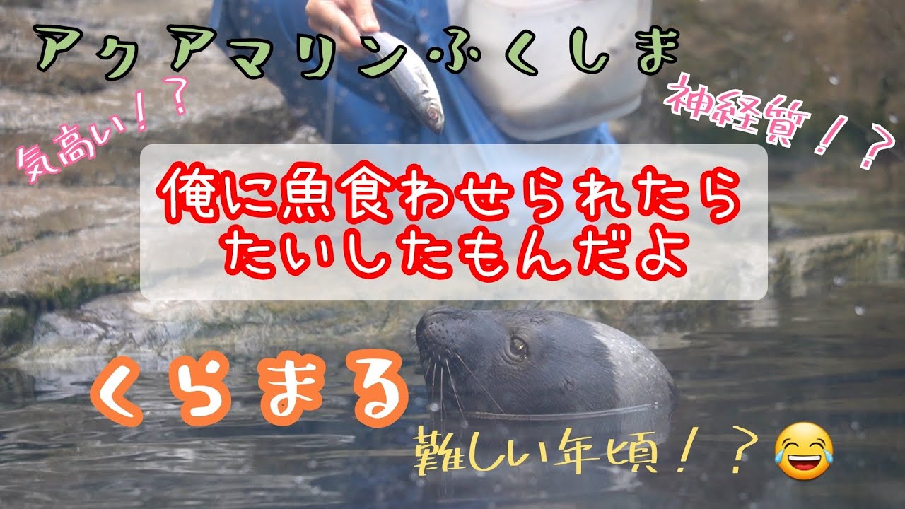 【アクアマリンふくしま】のクラカケアザラシ　Ribbon Seal　　Marine Science Museum, Fukushima Prefecture  (In May of 2022)