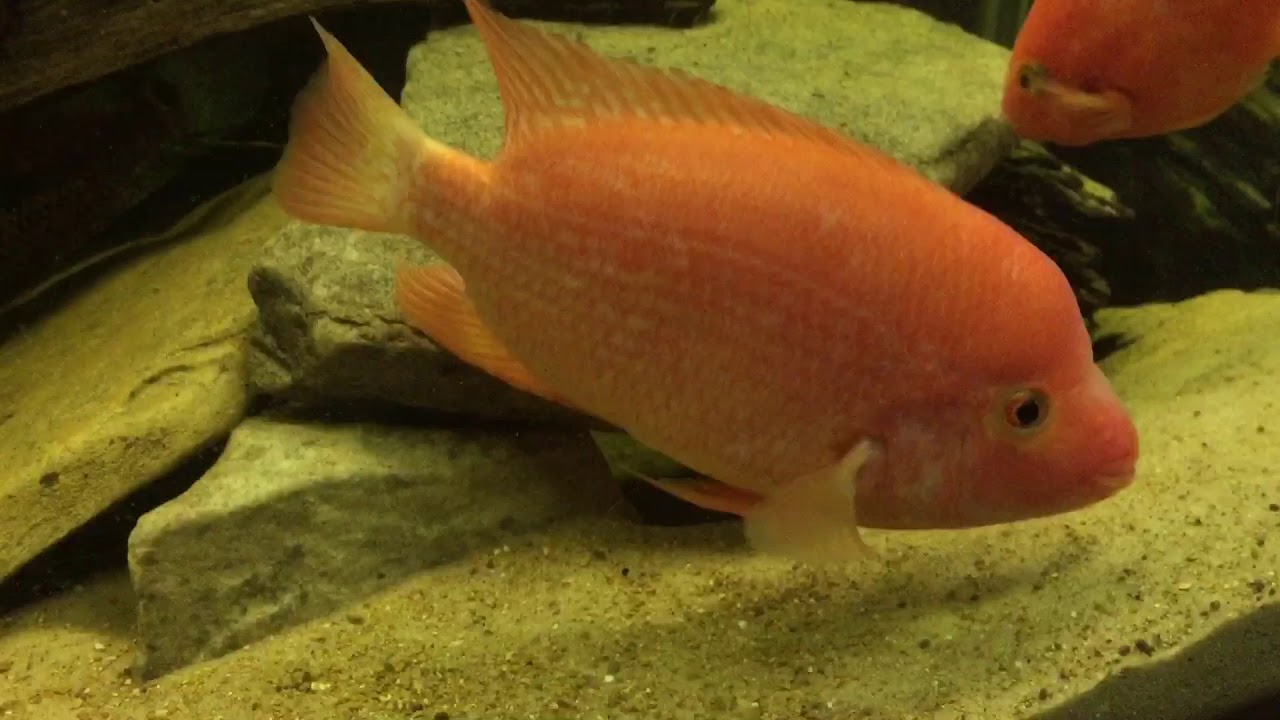 90 Gallon Predator Tank