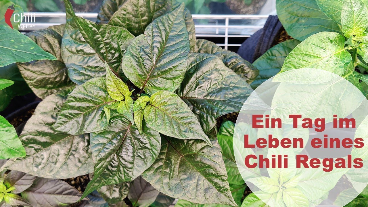 Stand der Anzucht 2022 Teil 5 - Ein Tag im Leben eines Chiliregals