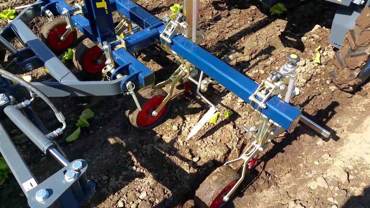 S-serie schoffelmachine in andijvie voor zaadteelt.