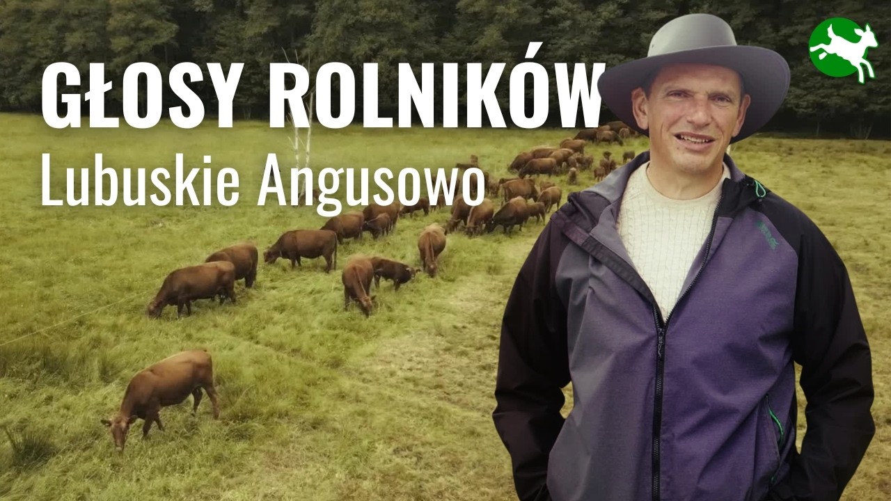 Głosy rolnik&oacute;w: Lubuskie Angusowo - bez klatek i blisko natury