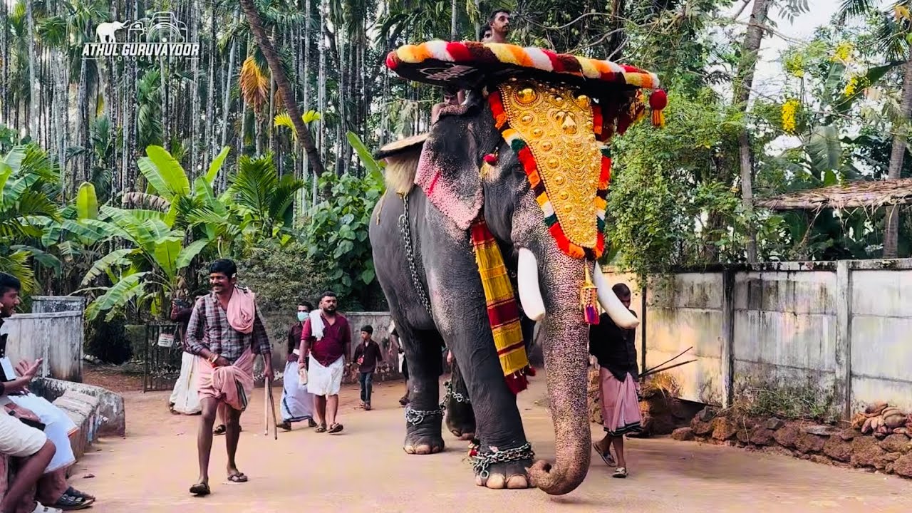ആമക്കാവ് പൂരം കൂടാൻ എത്തിയ തീപ്പൊരി ദാമോദർദാസ് കൂടെ ഉണ്ണിയേട്ടൻ പിന്നെ നമ്മടെ പാപ്പിഏട്ടൻ
