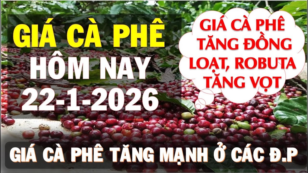 Giá cà phê hôm nay ngày 22/1/2026|Giá cà phê tăng phi mã ở các địa phương theo sàn London