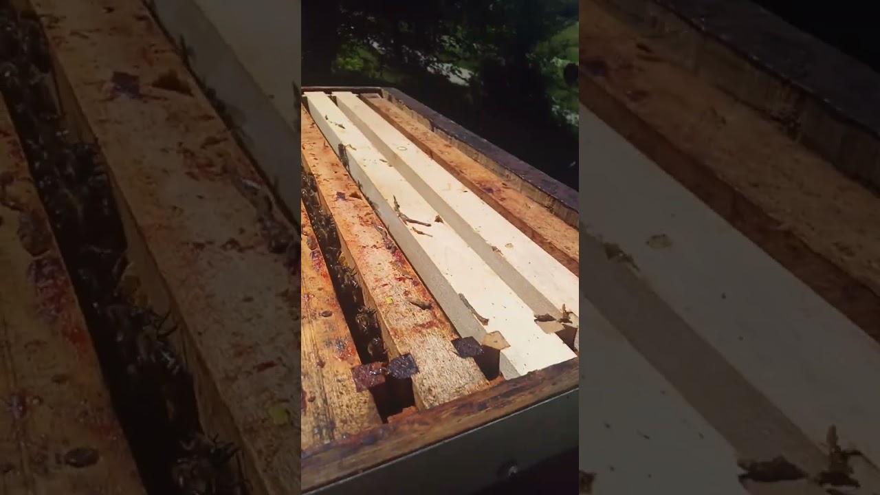 peletov sistem razrojavanja pcela