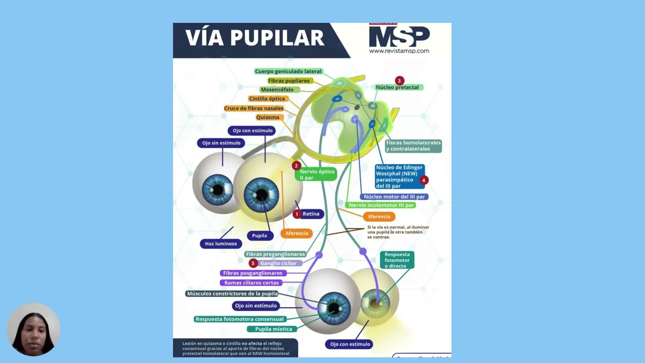 Vias pupilares