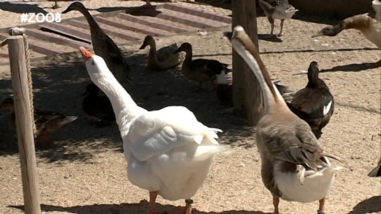 El zoo de la 8 Valladolid. Programa 4