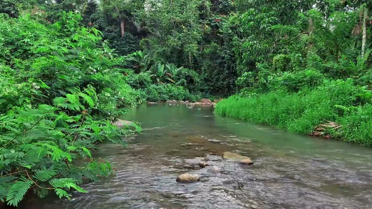Calm Night Sleep & Inner Peace | Tropical Forest River Ambience