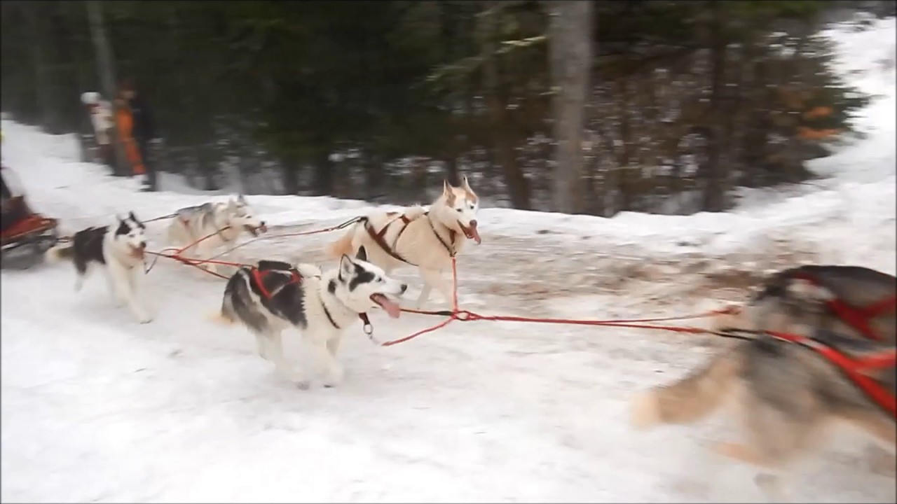 Chinook 25/15 mile Sleddog Race