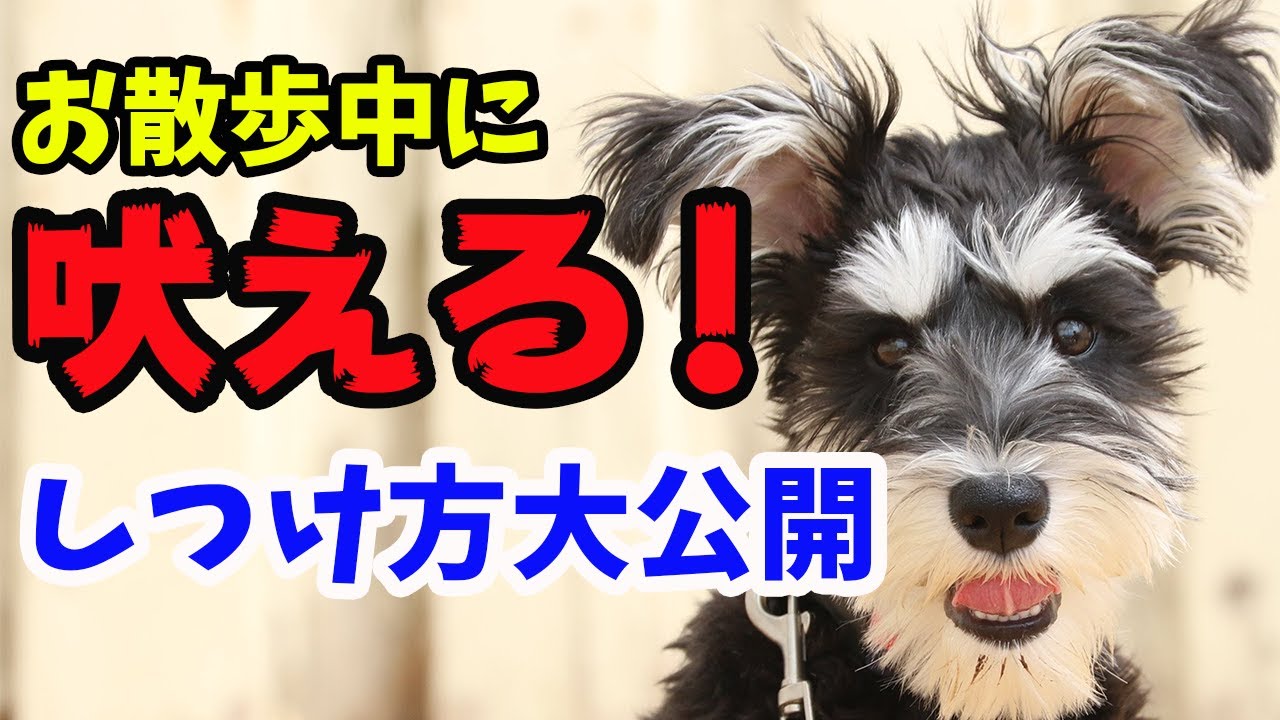 【犬のしつけ　吠える】お散歩で人や犬に吠える子は、どうやったら直る？～お散歩の練習方法を大公開～〖犬のしつけ幼稚園＠神戸〗byかずま先生