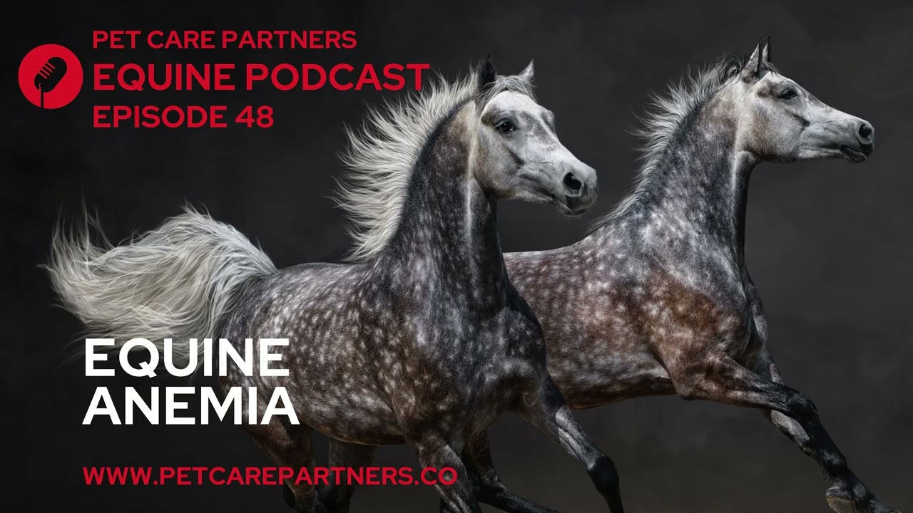 Anemia in Horses: Causes, Diagnosis & Treatment | Pet Care Partners Ep. 48