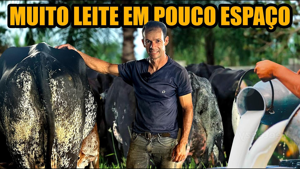 250 LITROS DE LEITE EM 1 HECTARE DE TERRA