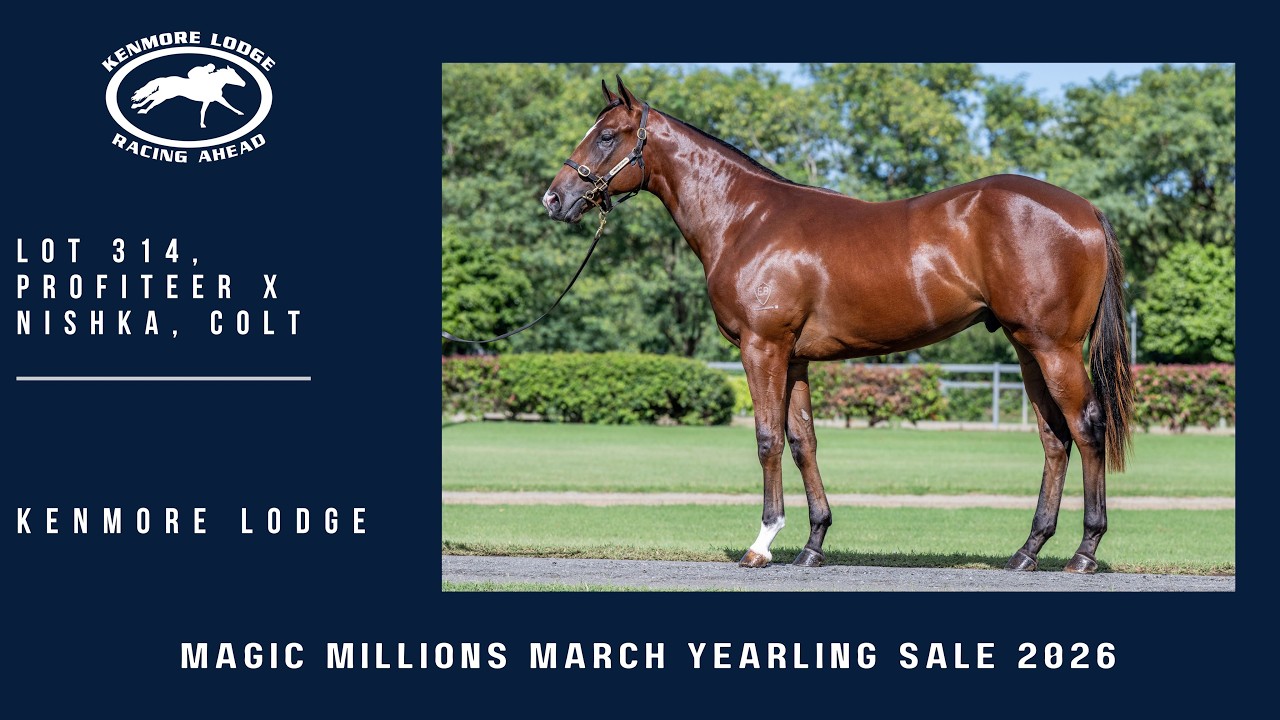 Lot 314 Profiteer x Nishka Colt from Kenmore Stud