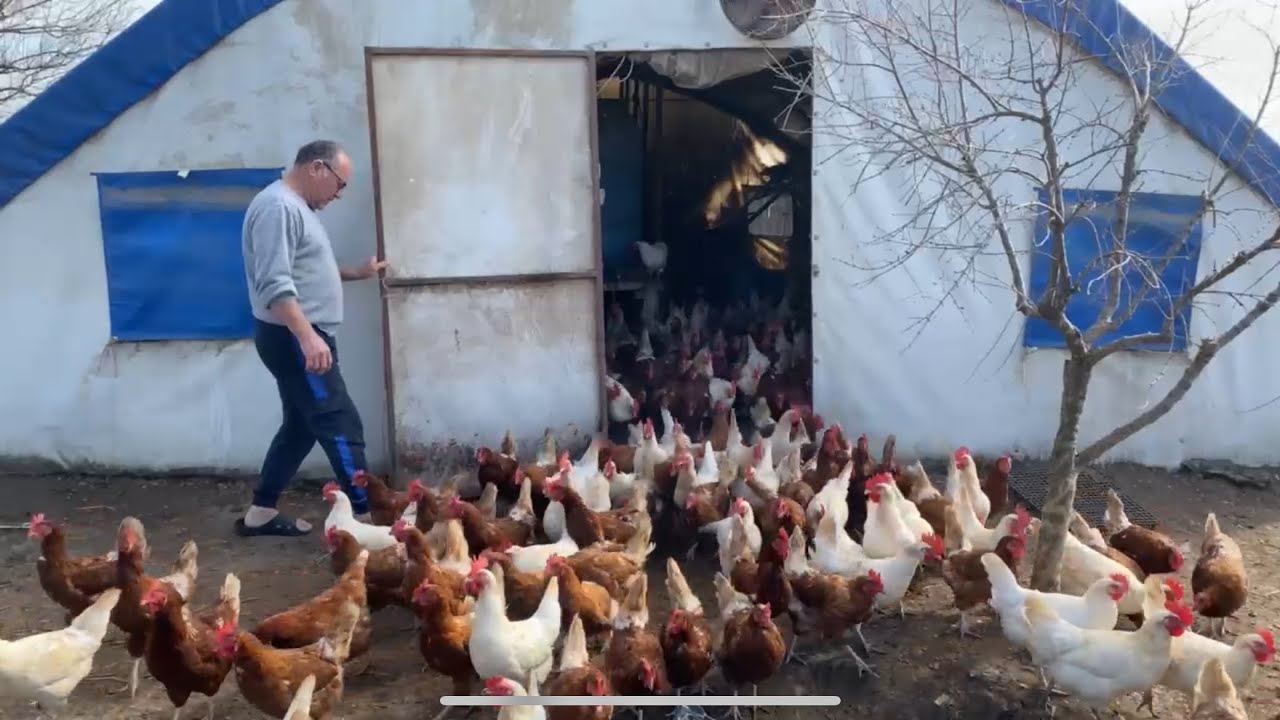 500 TAVUK AYDA KAÇ PARA KAZANDIRIR