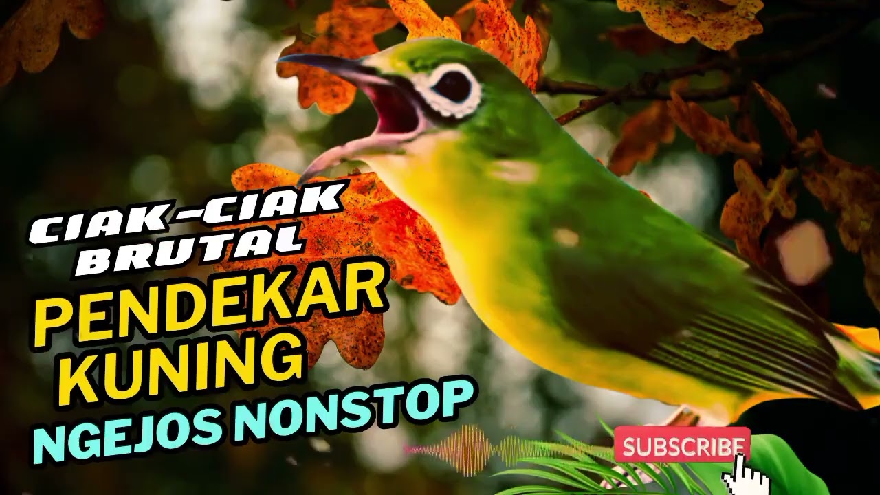 CIAK CIAK BRUTAL PENUH EMOSI 3X LEBIH CEPAT BIKIN GACOR | MASTERAN KECIAL KUNING LOMBA PALING AMPUH