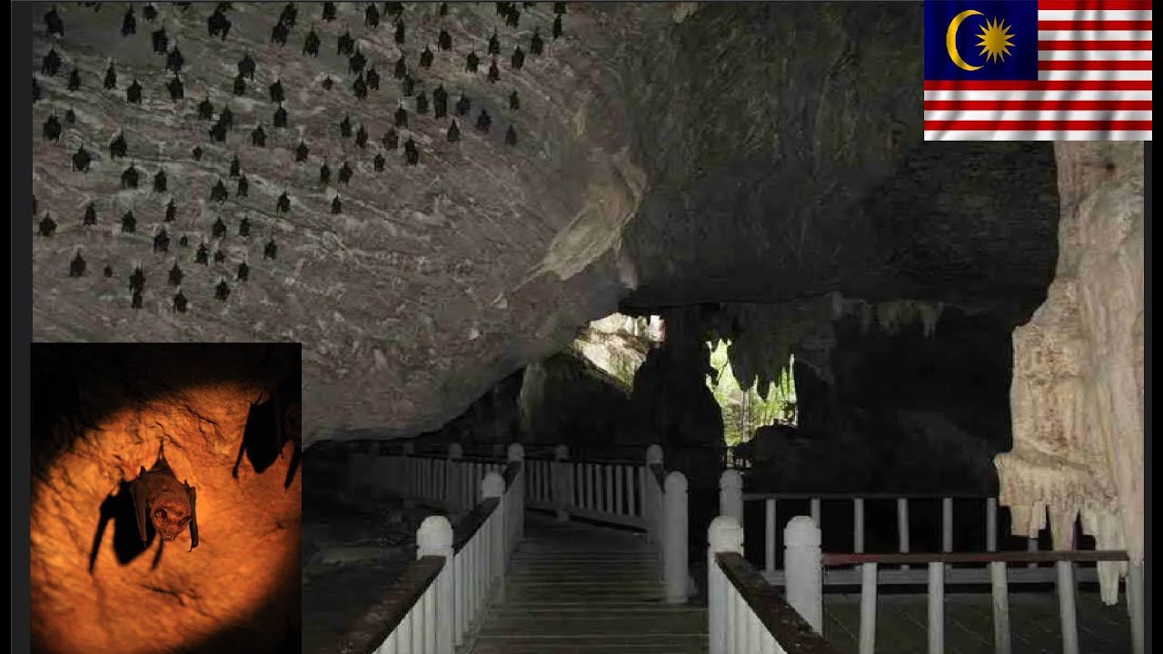 Bat Cave Mangrove Tour | Langkawi Adventure 🦇