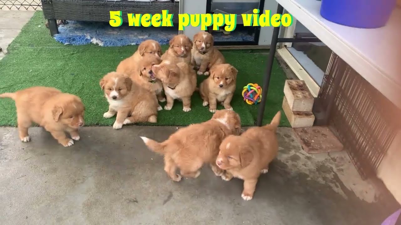 5 Week puppy video