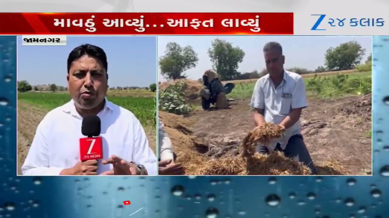 Jamnagar: ગ્રામ્ય પંથકમાં ભારે પવન સાથે વરસાદી ઝાપટા અને કરાના પગલે ખેડૂતોના ઉભા પાકનો સોથ વળી ગયો