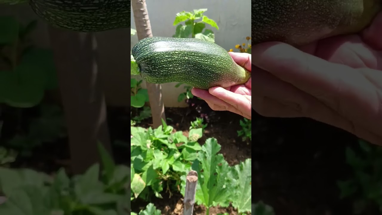 first zucchini harvest from our kitchen garden 