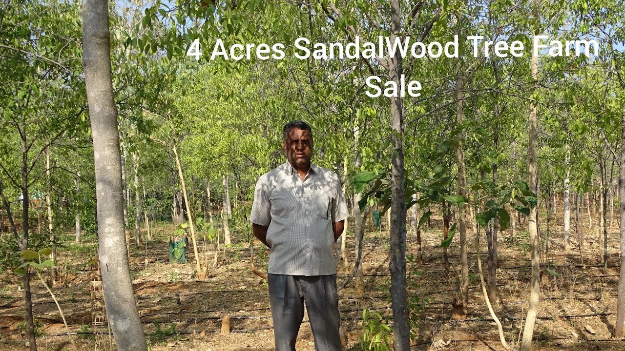 4 Acres SandalWood Tree Farm Sale|ചന്ദനമരം തോട്ടം വിൽപ്പനയ്ക്ക് |சந்தனமர தோட்டம் விற்பனை