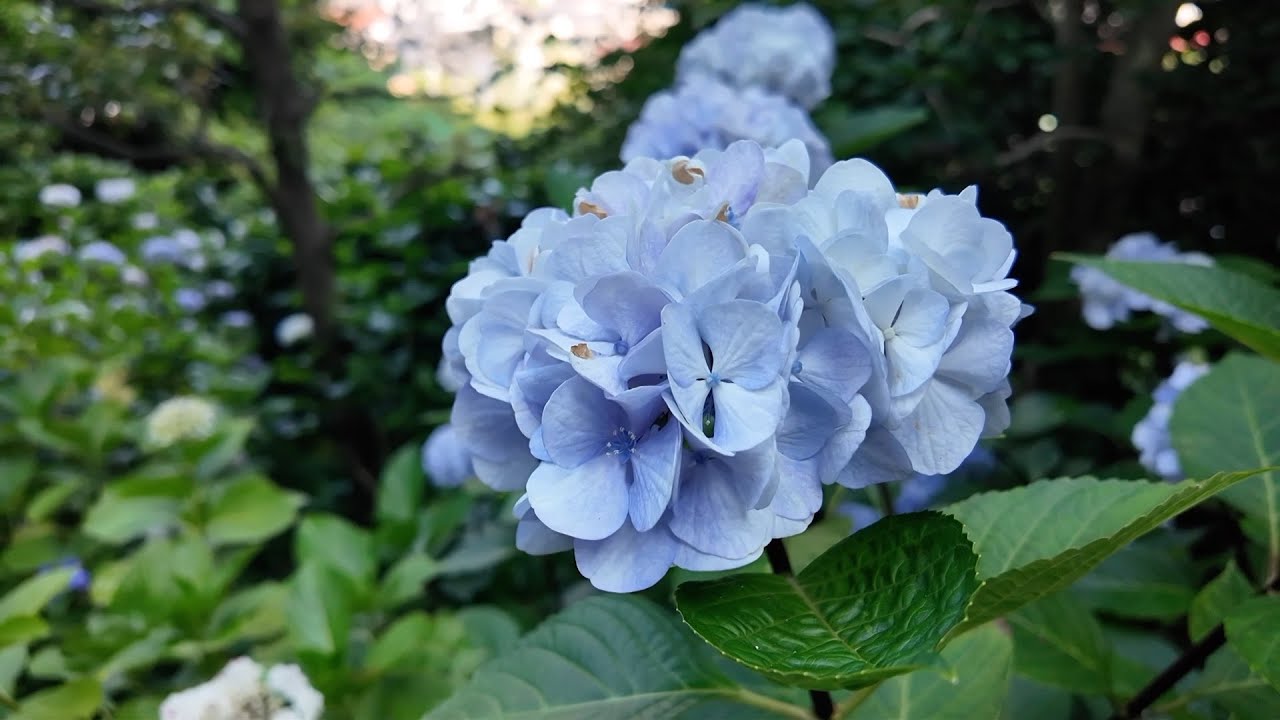 June 2025 Kamakura Hydrangea Journey at Kita-Kamakura, Meigetsuin, Hasedera & Enoshima