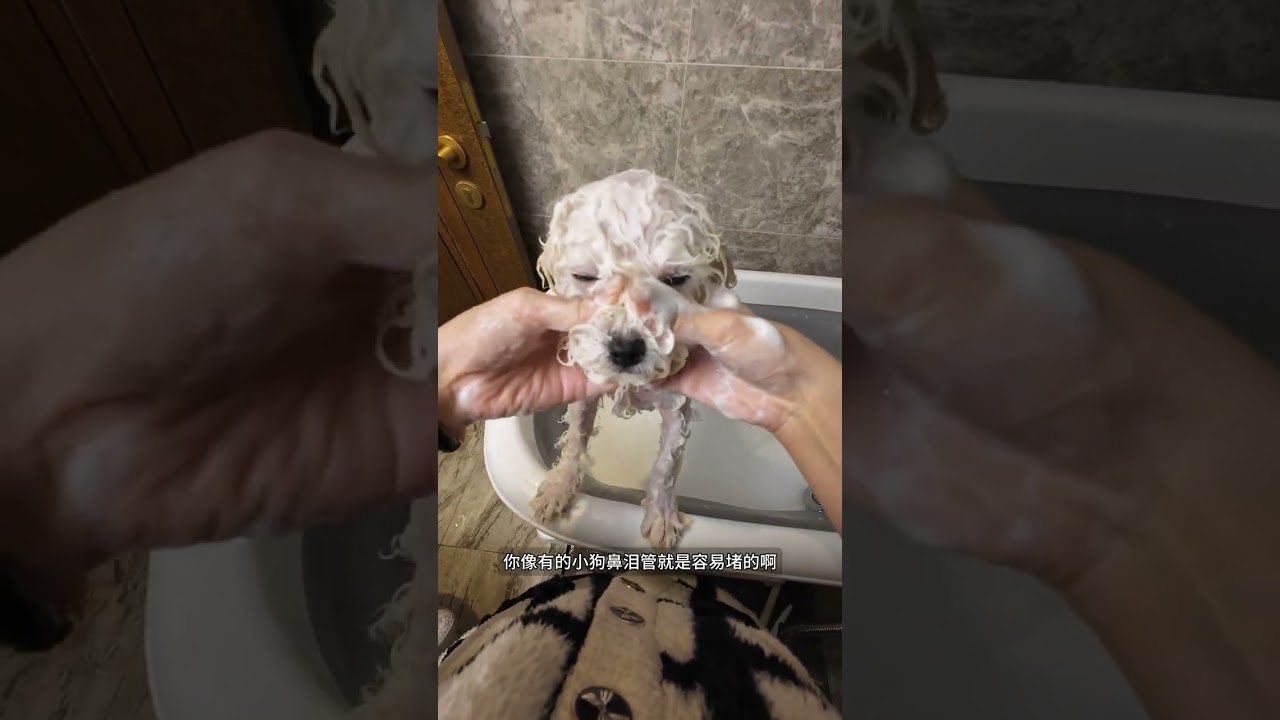 四个月比熊洗澡➕美容沉浸式vlog 剃胎毛还是手剪？当然是纯手剪啦 #铲屎官日记 #新手养狗#比熊#新手养狗#狗狗洗澡