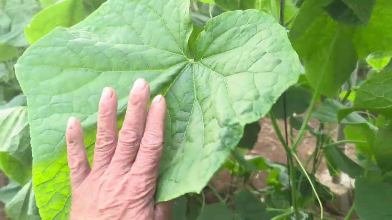 Espolvoreo con Centauro 1703 en pepinos 