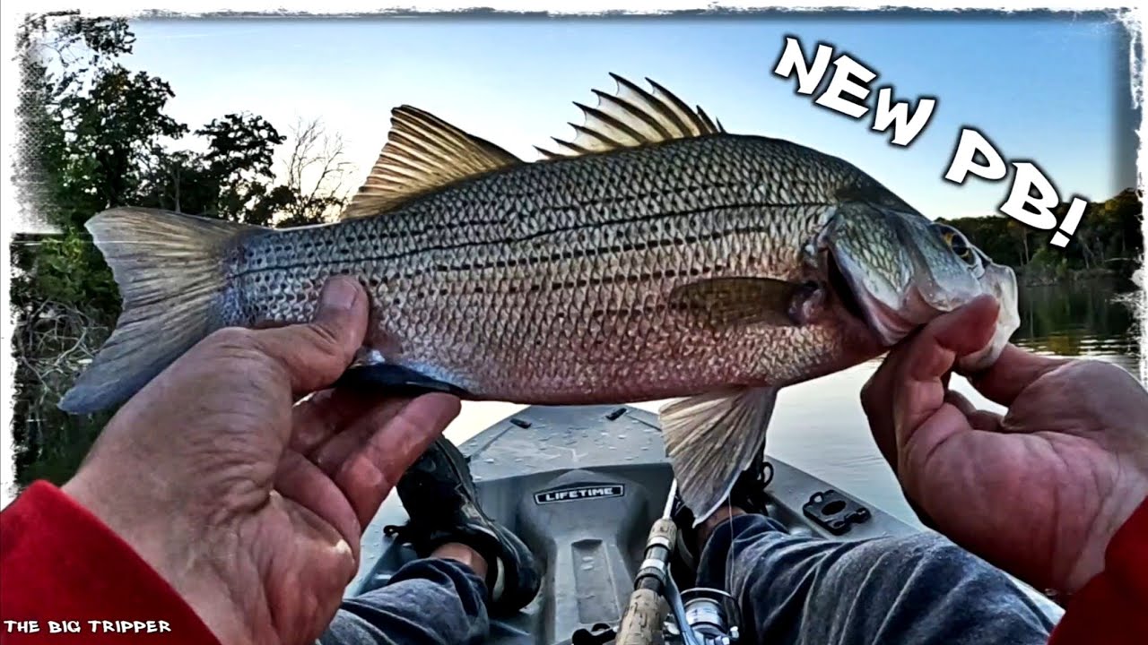 3 Species, 1 Big Fish, or 8+ Fish Total... How Many Can I Complete?