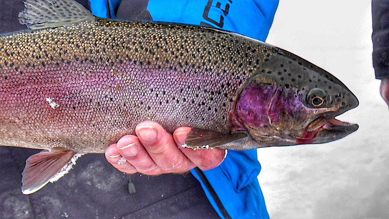 Ice Fishing Rainbow Trout | Montana