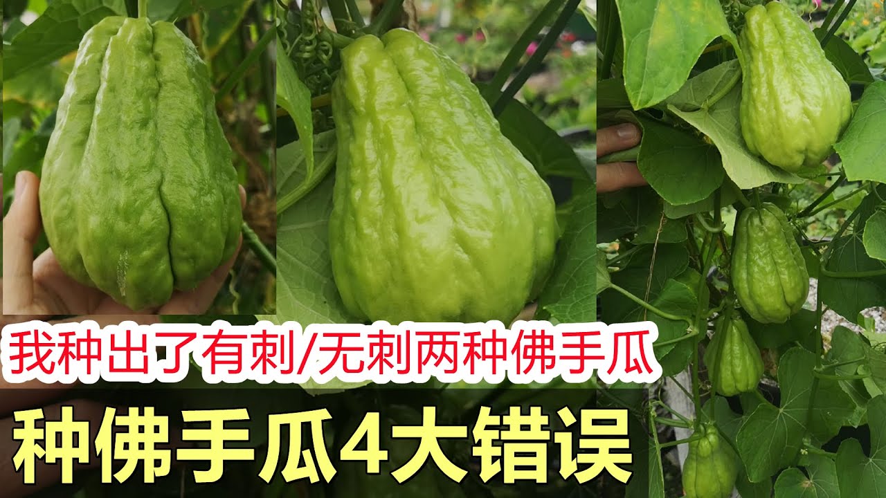 种佛手瓜4大错误, 我今年种出了有刺/无刺两种佛手瓜 4 mistakes in growing chayote