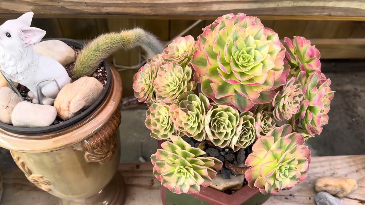 Relaxing With Purple Delight Var and Echeveria #thuleusfamily#succulentlove#succulent#garden# 