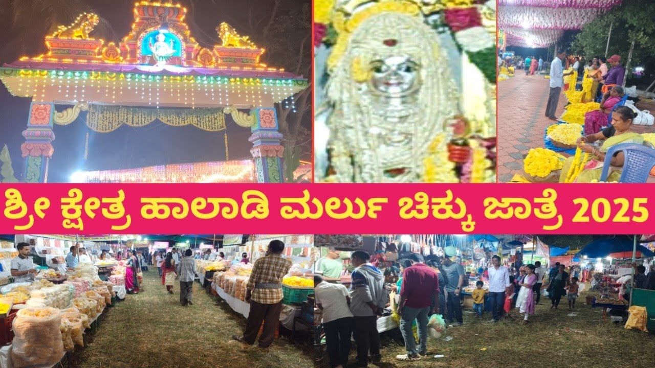 sri kesthra haladi marlchikku temple jathre 2025|ಚಿಕ್ಕು ದೇವಸ್ಥಾನದ ಮೊದಲ ಗೆಂಡೆಸೇವೆ ಇಲ್ಲಿಂದಲೇ ಪ್ರಾರಂಭ..