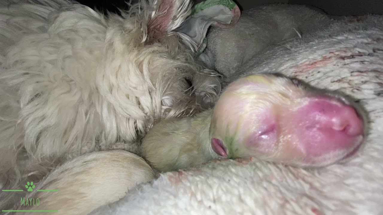 West Highland White Terrier gives birth to three puppies 🥰❤️🙂