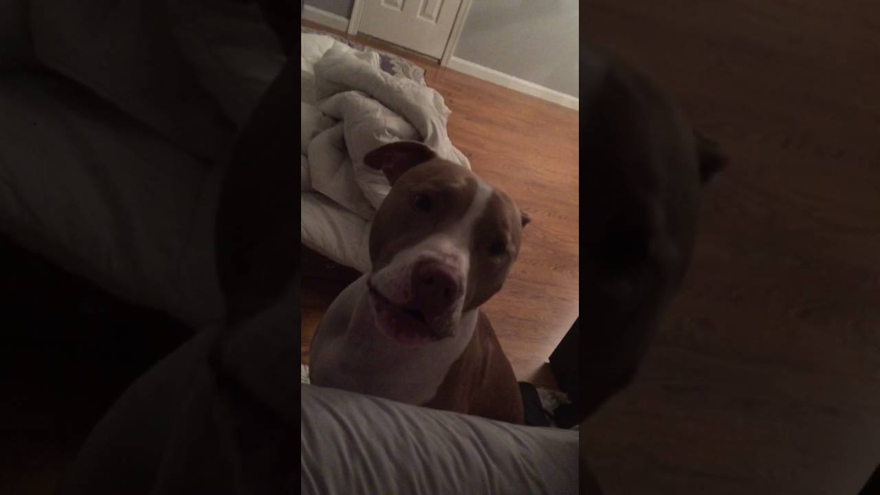 Lola's Bedtime Temper Tantrum