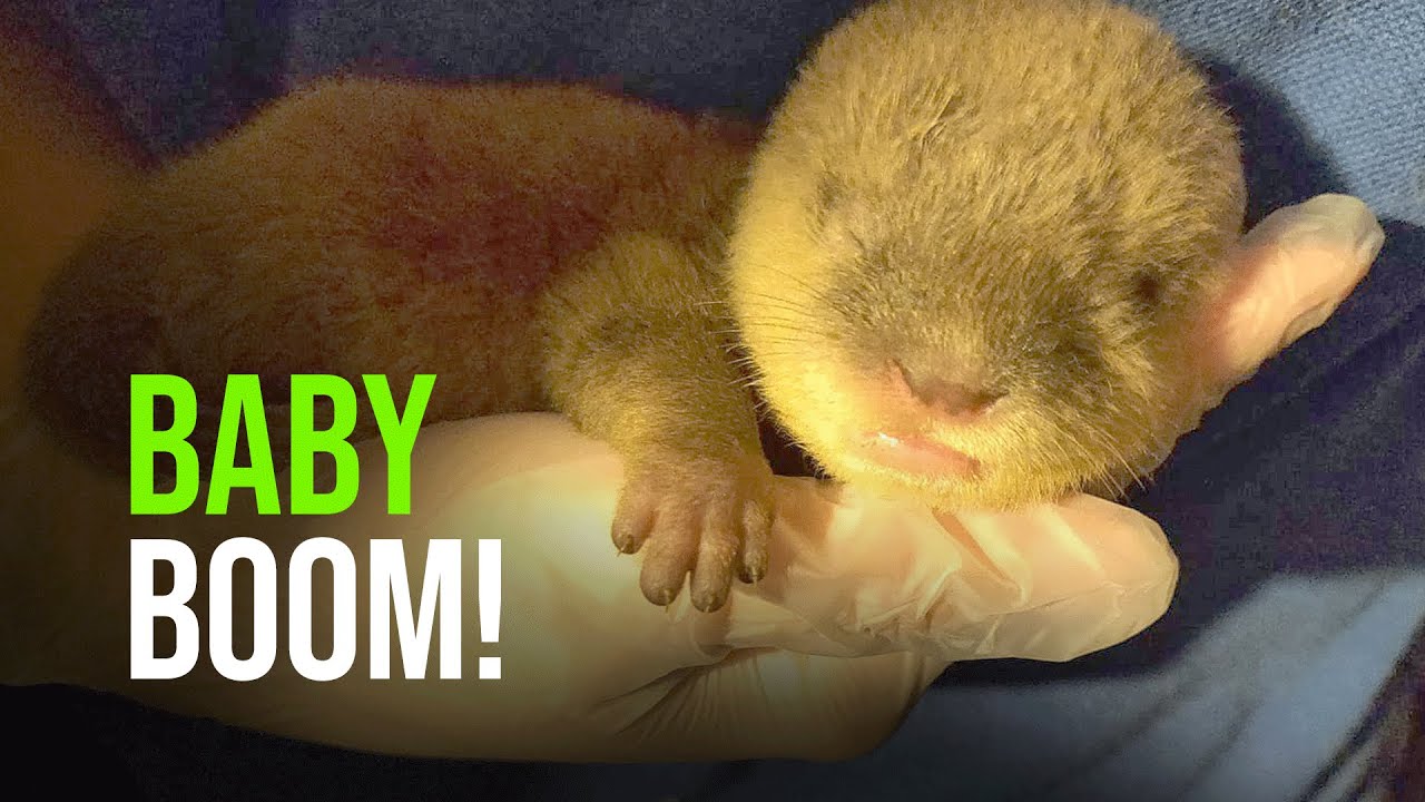 Otter Triplets and A Critically Endangered Infant Part of Drusillas Park’s Summer Baby Boom