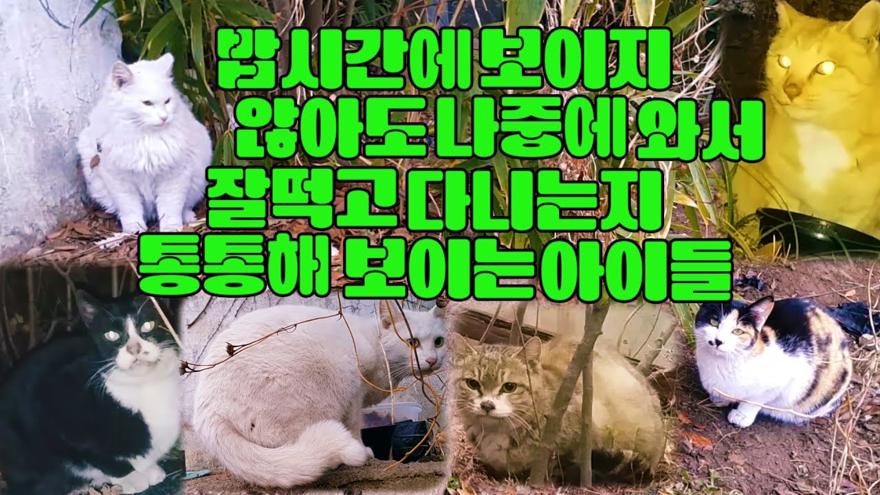 밥시간에 보이지 않아도 나중에 와서 잘 먹고 다니는지 통통해 보이는 아이들