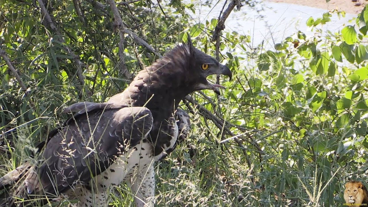 Martial Eagle Catch And Fly Away With Monitor Lizard