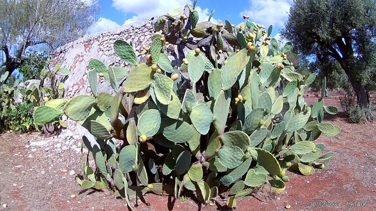 VIDEO LI MUNTI
