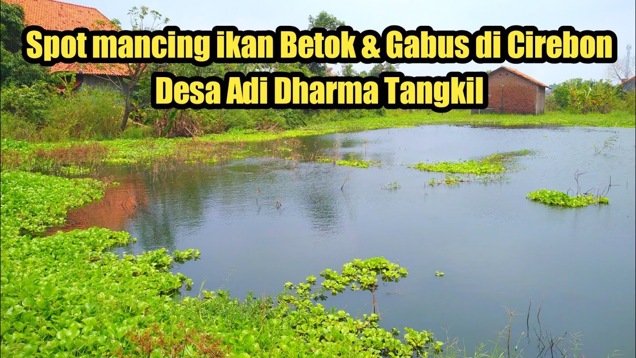 Spot Mancing Ikan Betok & Gabus di Cirebon || Desa Adi Dharma Tangkil